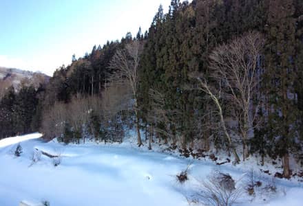 東の森側