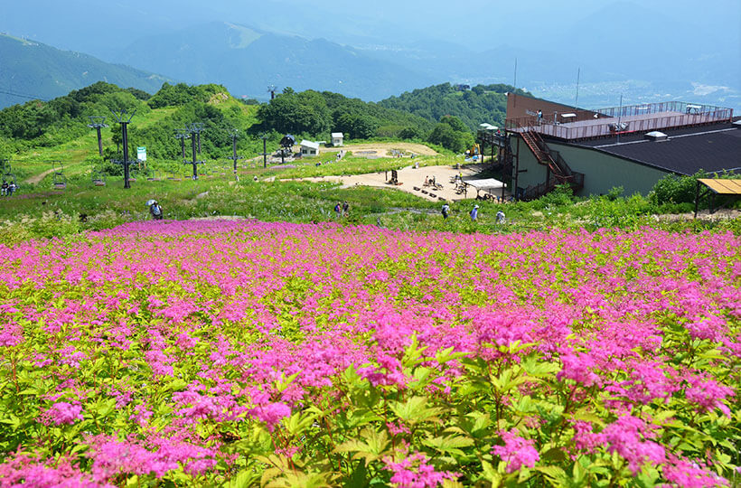 白馬五竜高山植物園